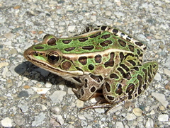 Northern Leopard Frog
