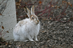 White-tailed Jackrabbit