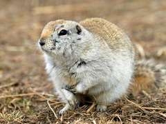 Richardson's Ground Squirrel