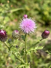 creeping thistle