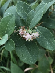 Western Snowberry