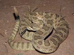 Prairie Rattlesnake