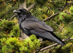 Common Raven