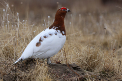 Willow Ptarmigan