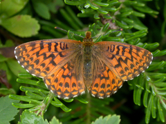 Arctic Fritillary