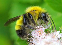 Perplexing Bumble Bee