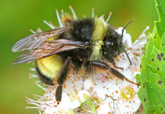 Yellow-banded Bumble Bee