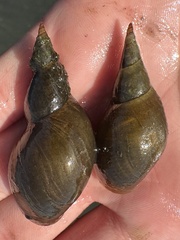 Lymnaea jugularis