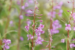 fireweed