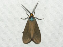 Virginia Ctenucha Moth