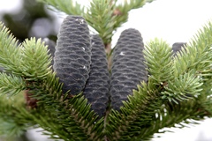 balsam fir