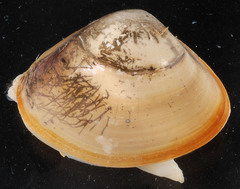West Atlantic Surfclam