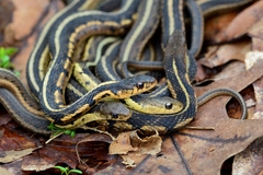 Common Garter Snake