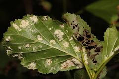 Alder erineum mite