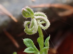 Galium gall mite