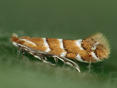 Horse-chestnut Leafminer
