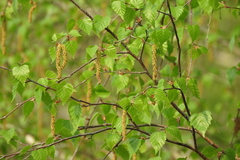 silver birch
