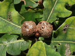 Cola Nut Gall Wasp