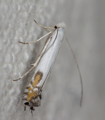 Apple Leafminer