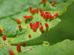 Sycamore Cherry Mite