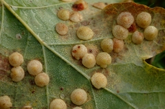 Common Spangle Gall Wasp