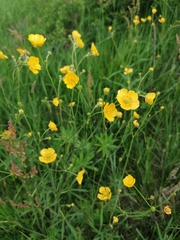 meadow buttercup