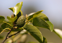 Italian alder