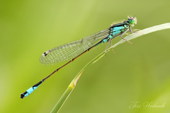 Blue-tailed Damselfly