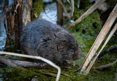 European Water Vole