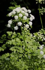 Hemlock Water-dropwort