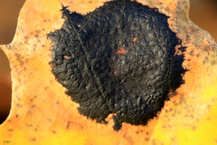 Black Tar Spot