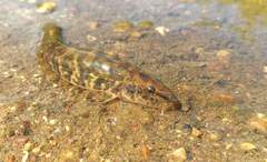 Stone Loach