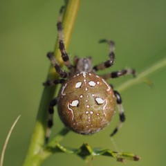 Four-spot Orbweaver