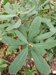 bog myrtle