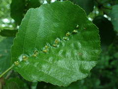alder vein angle gall