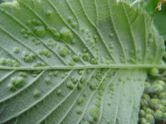 Whitebeam blister mite