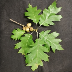 northern red oak