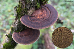 Thin-walled Maze Polypore