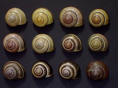 Cepaea