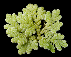 water fern