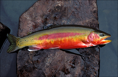 Salmons and Trouts