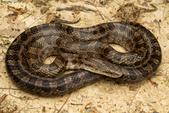 Prairie Kingsnake