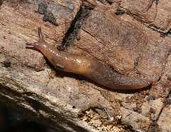 Chestnut Slug