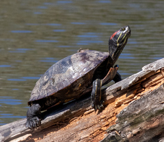 Pond Slider