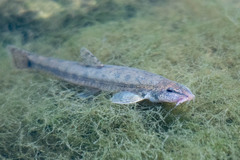 Stone Loach