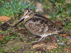 Eurasian Woodcock