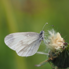 Wood White