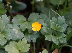 Creeping buttercup