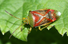 Birch Shield Bug