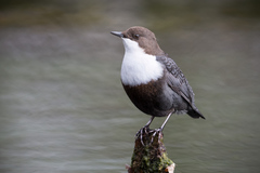 White-throated Dipper